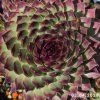 Sempervivum 'Bronzed Idol'