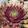 Sempervivum 'Red Elf'