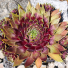 Sempervivum 'Red Elf'