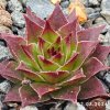 Sempervivum 'Papa Bär'