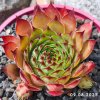 Sempervivum 'Papa Bär'