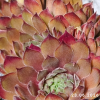 Sempervivum 'Pacific Magic Night'