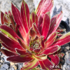 Sempervivum 'Red Lion'