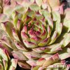 Sempervivum 'Kiki'
