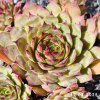 Sempervivum 'Kiki'