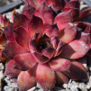 Sempervivum 'Kiki'
