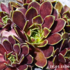 Sempervivum 'Maytime'