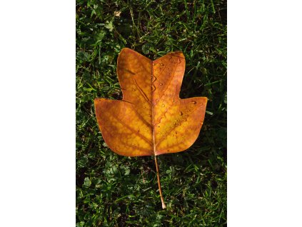 Autumn Leaf on Green Grass
