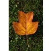 Autumn Leaf on Green Grass