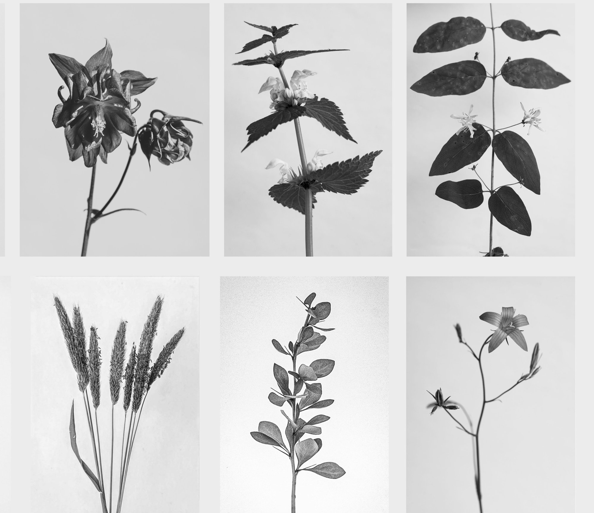 Nová věcnost Karla Blossfeldta