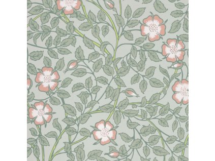 LGNTP3 Briar Rose Salix