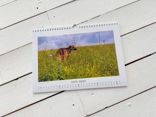 A JE TO TADY 🥳 Představujeme náš - Váš kalendář SERE PES 2026 ❗️Pro všechny milovníky psů s humorem, plný autentických...