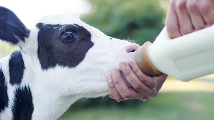 Optimilk