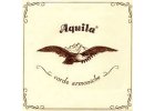 Aquila