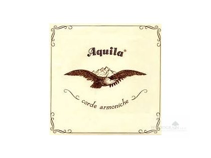 aquila