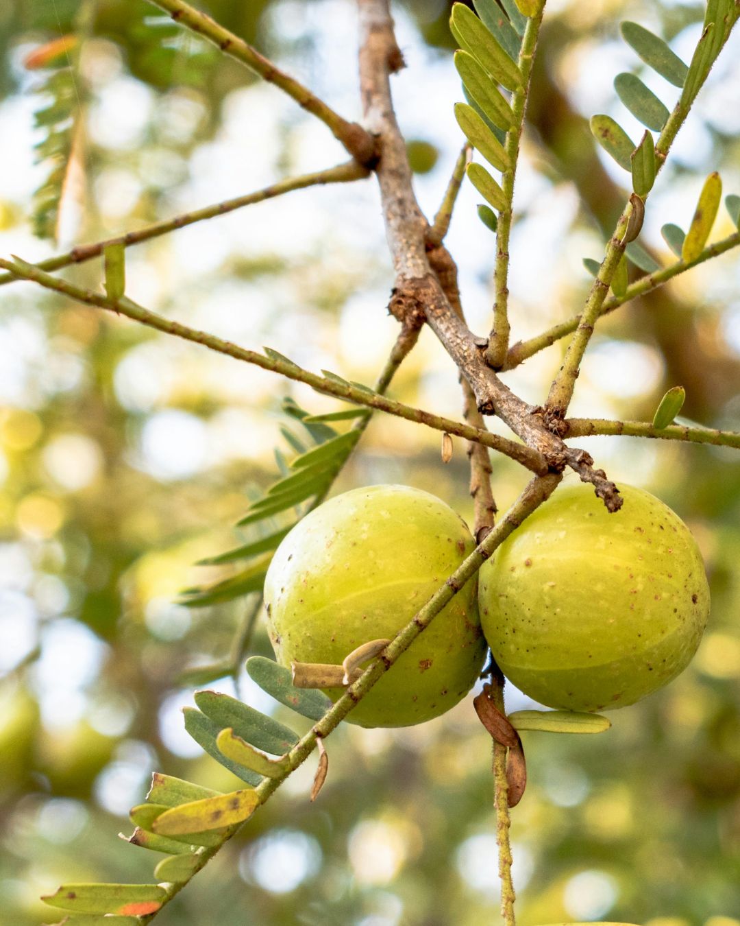 Amla: Přírodní zdroj vitamínu C