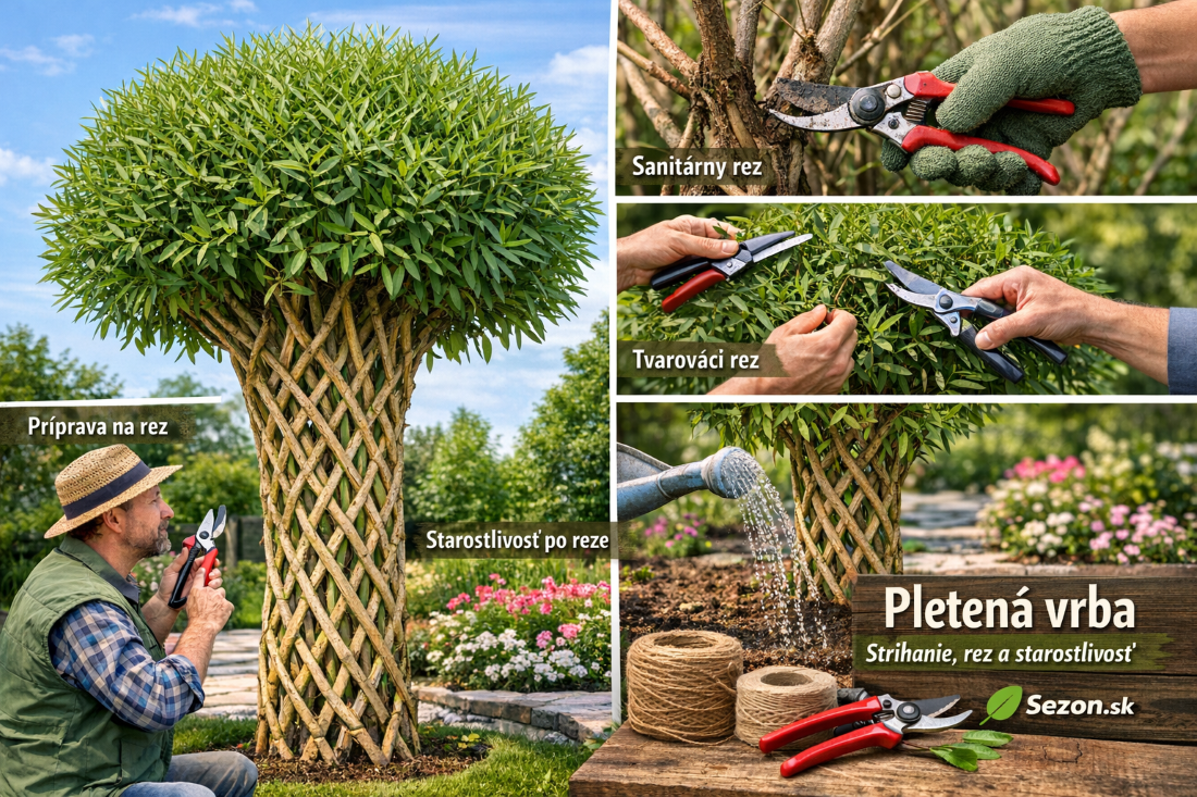 Pletená vŕba strihanie, rez a starostlivosť o pletenú vrbu Salix