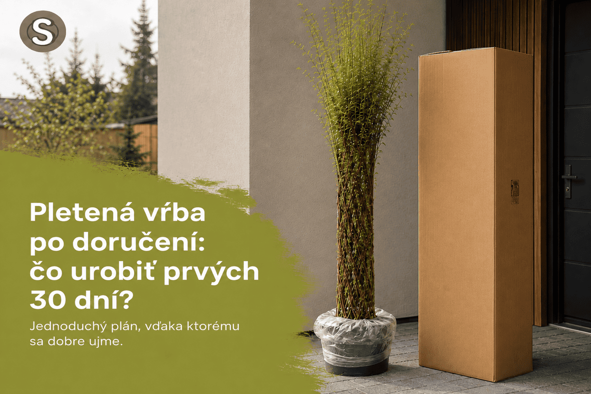 Pletená vŕba po doručení: 30-dňový návod, aby sa dobre ujala