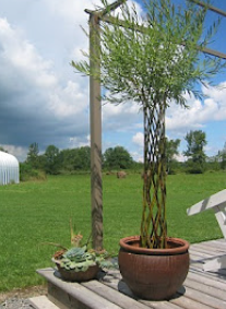 Pletená vŕba Salix – Exotická elegancia do vašej záhrady, na terasu aj balkón