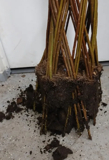 Vegetatívne množenie - správny a prirodzený spôsob!