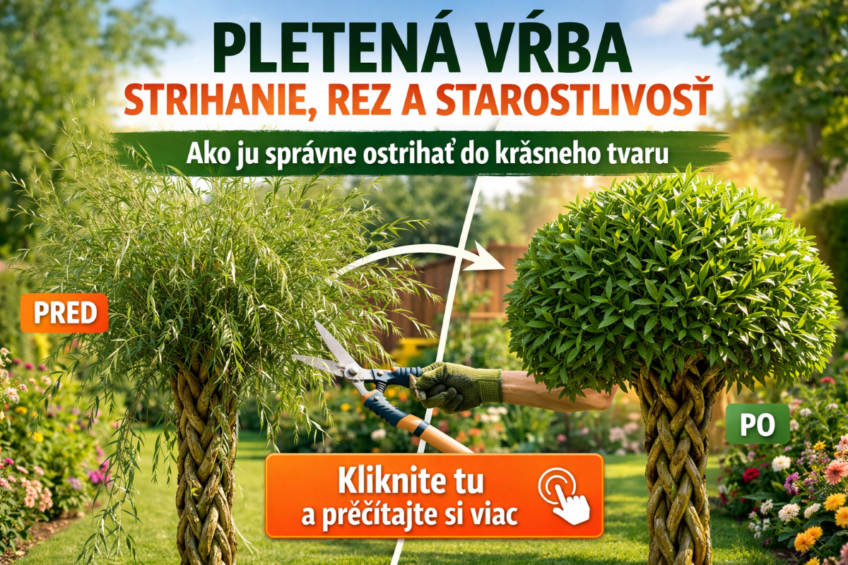 Pletena vrba članok