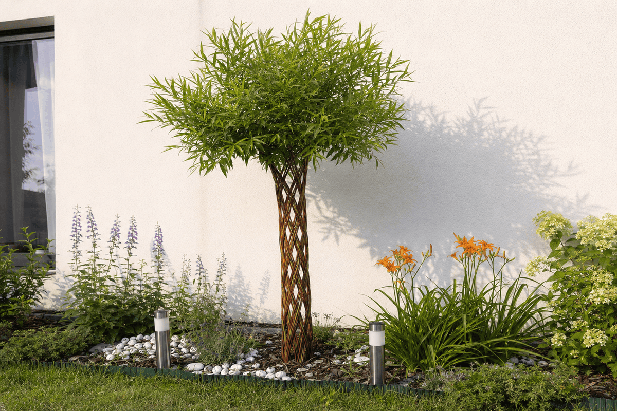Pletená vŕba Salix Americana v záhone pri dome