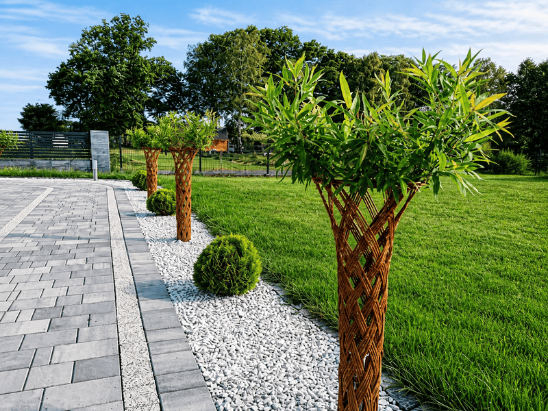 Pletené vŕby Salix Americana vysadené v rade