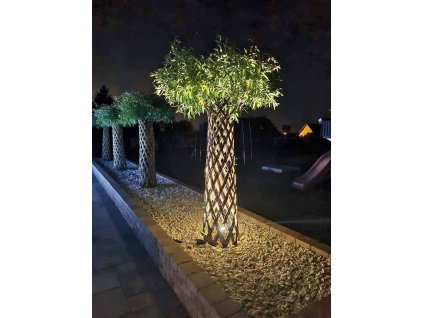 Salix americká pletená vŕba  Slovenská mrazuvzdorná palma, prutena vrba, vrba v kvetinaci, celoročná palma