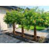 salix americka pletena vrba img1