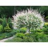 salix integra japonska vrba hakuro nishiki img1