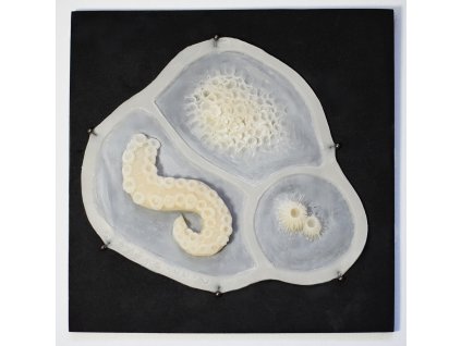 Sada: mořská mutace