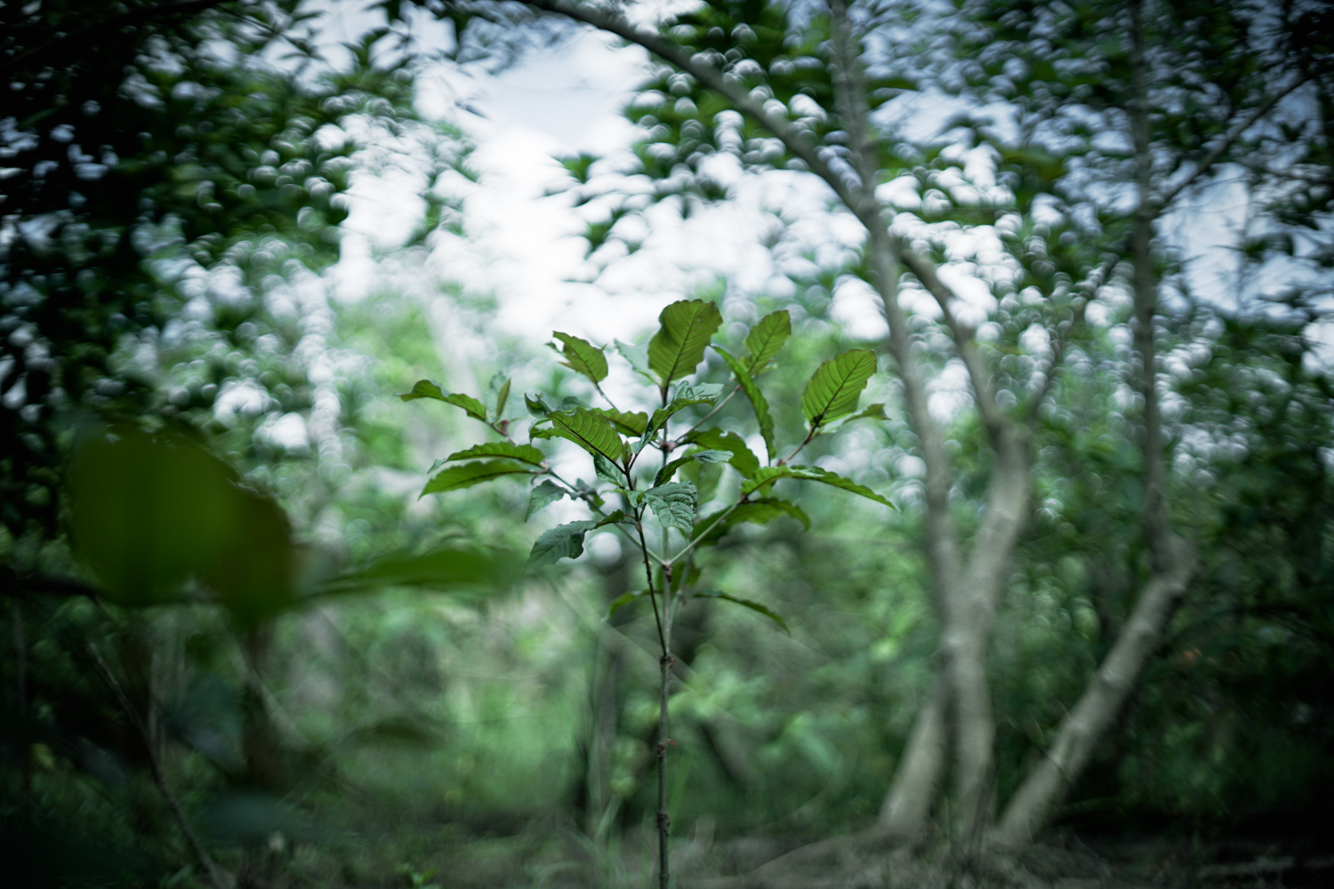Co je kratom?