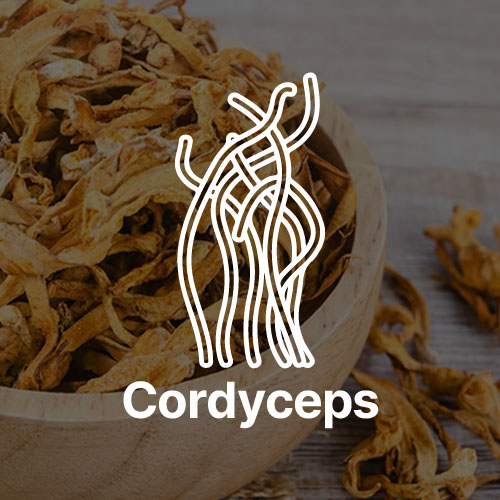 Cordyceps