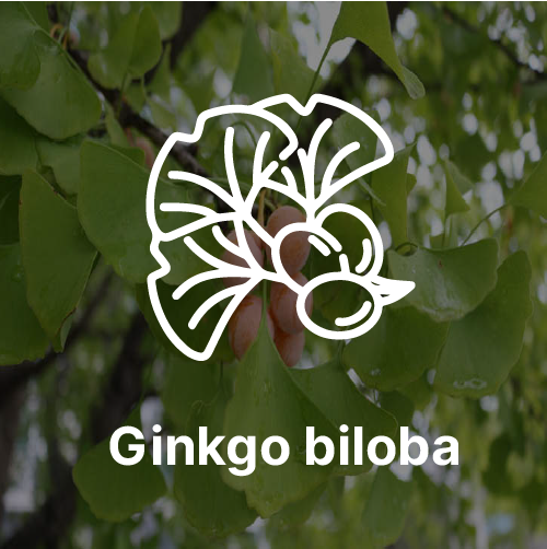 Ginkgo biloba