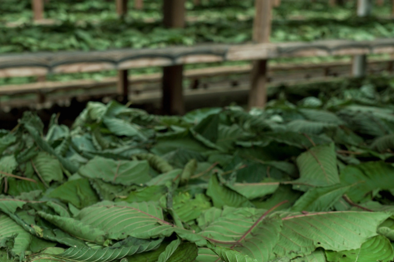 Green Super skladem - kvalitní zelený kratom
