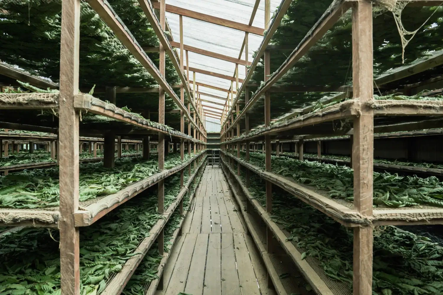 Kdy bude kratom znovu v prodeji