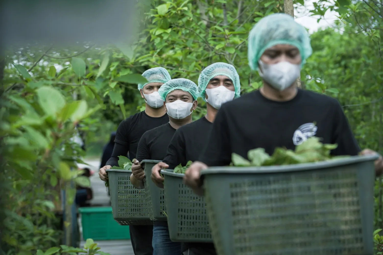 Kratom: poslední odeslání 11. 11. 2025, do 17:00