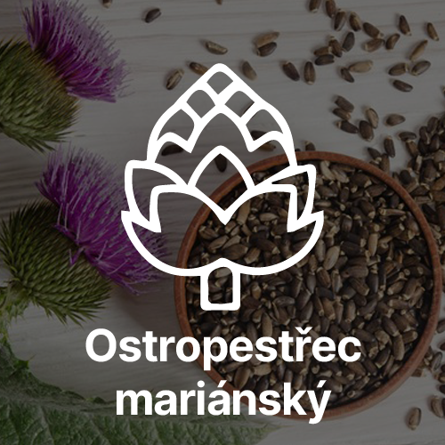 Ostropestřec mariánský