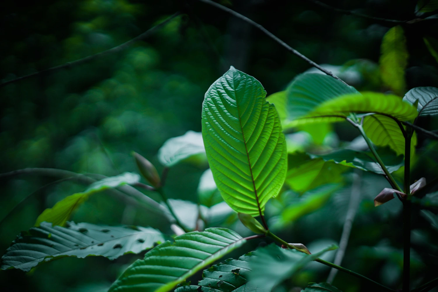 Tolerance na kratom - co to znamená, jak ji poznat a proč ji nebrat na lehkou váhu