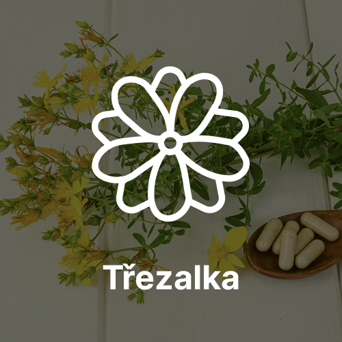 Třezalka