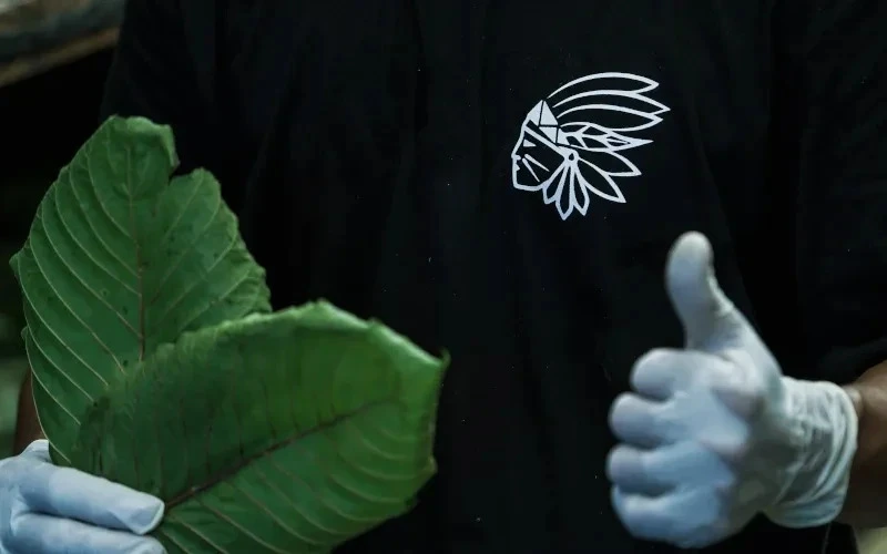 Velkoobchod Shamind: nakup kratom do své prodejny