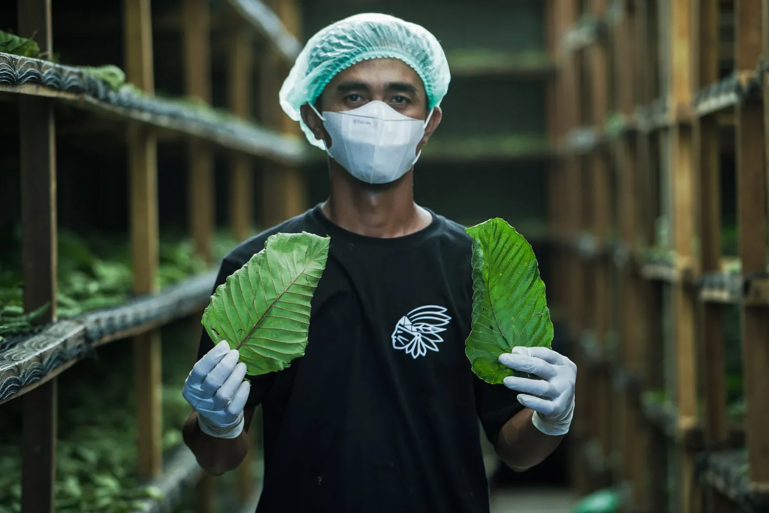 Kratom a jeho účinky: stimulace, útlum, rizika a co říká věda