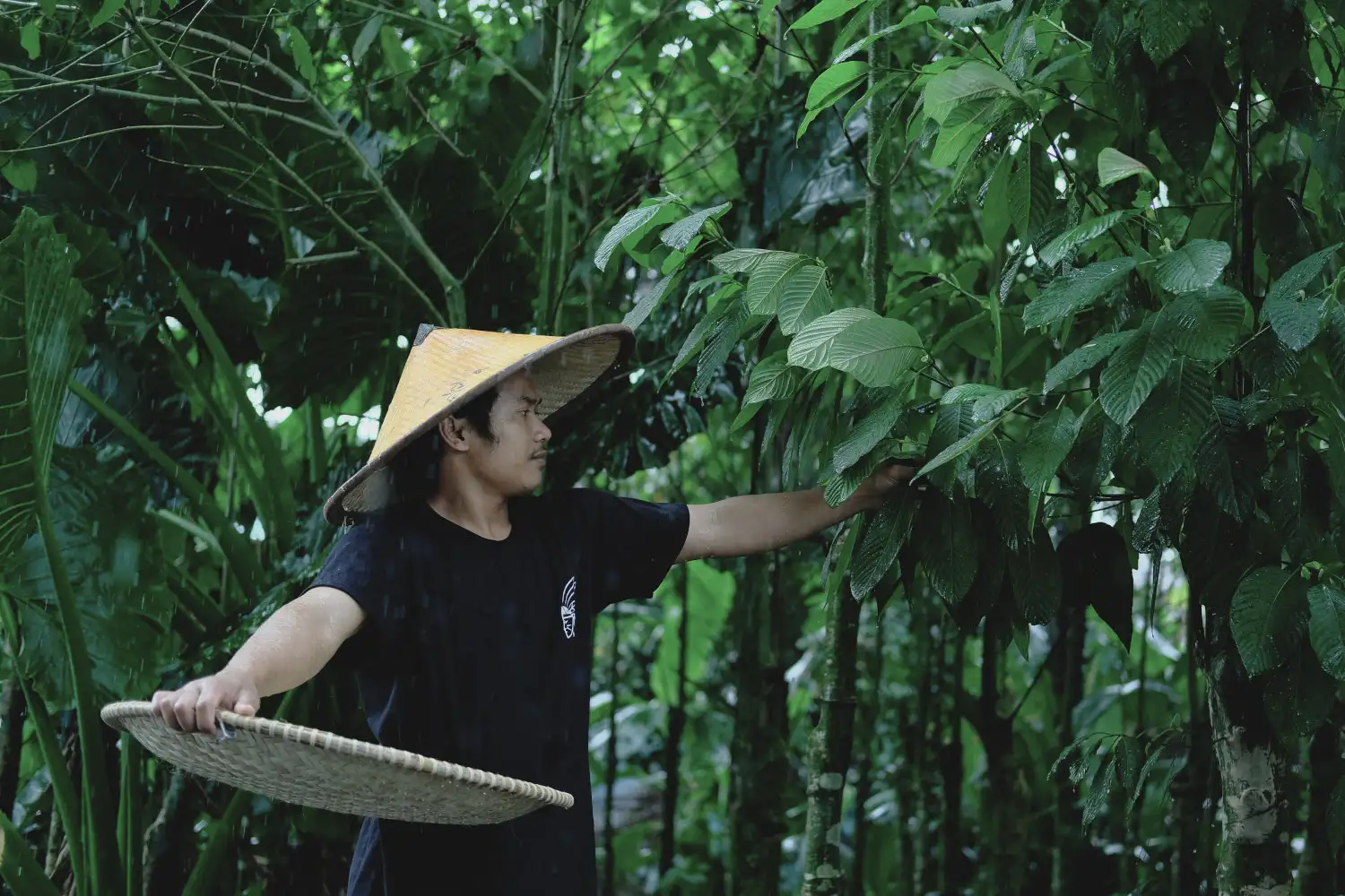 Negativní účinky kratomu