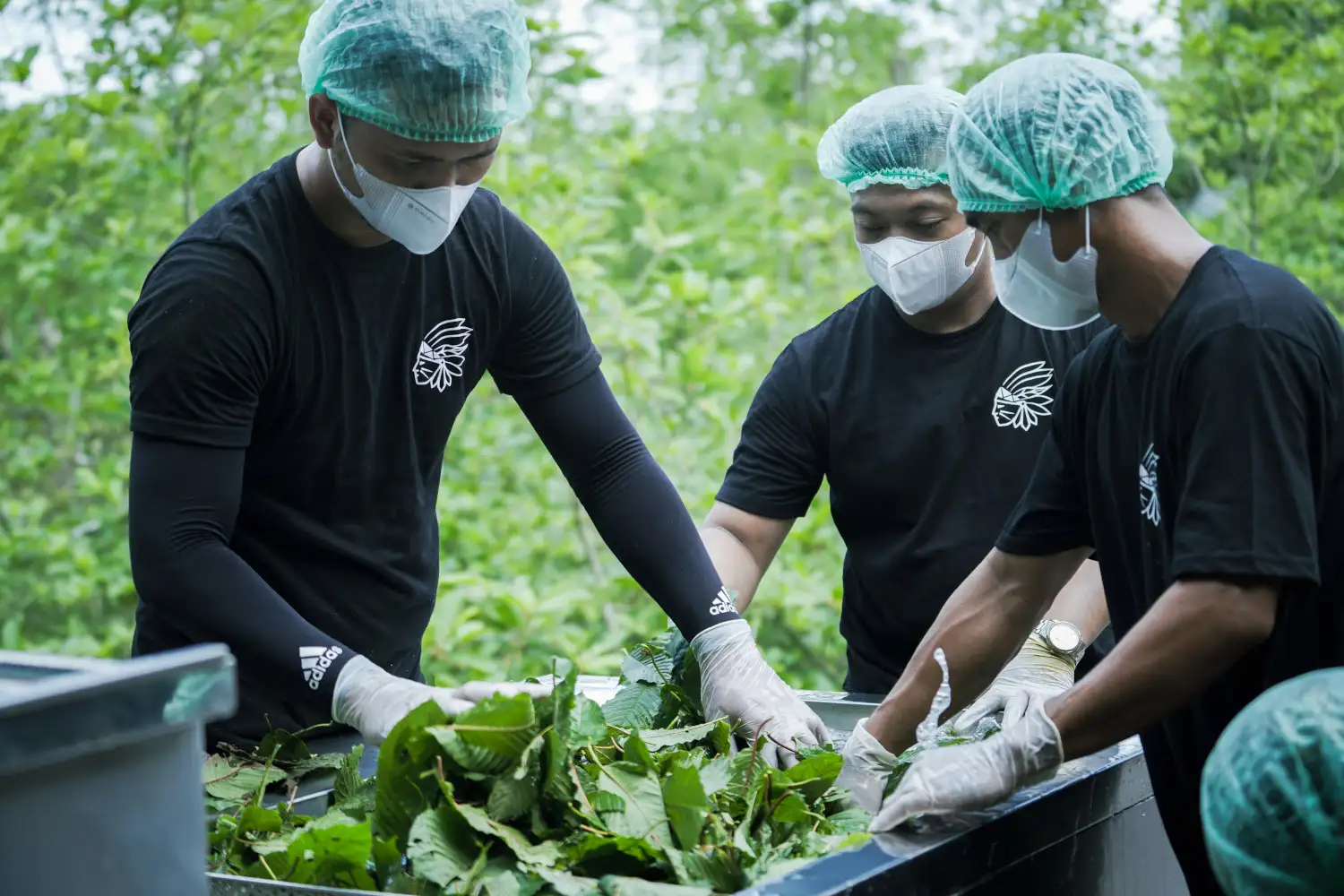 Varování na závěr - kdy kratom opravdu neužívat?