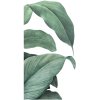 Tropické listy Nálepka na stenu. Obrovské listy