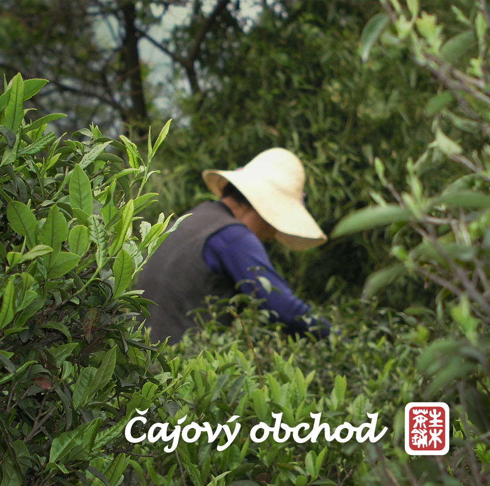 Vítejte v e-shopu Chazen Ichimi