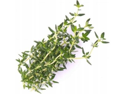 Véritable lingot tymmán - bio