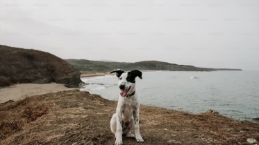 Vhodné umístění psí boudy