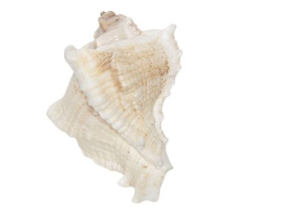 Keramická nábytková úchytka SHELL Clayre & Eef 64183 7*6 cm