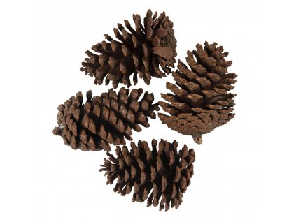Clayre & Eef - Borová šiška (sada 4 kusy) - 8/10 cm